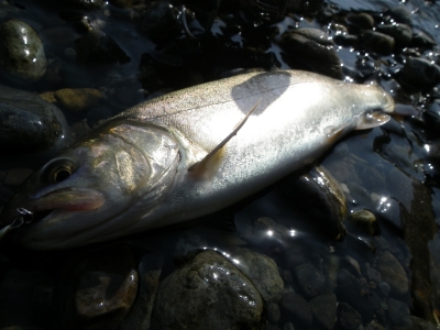 4代目Jerkin' Rayz Spectra RZS53LML Jerkin' custom | TENRYU 4代目Jerkin' Rayz Spectra RZS53LML Jerkin' custom | TENRYU
