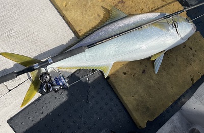 天龍 天渓翔Ⅱ 中硬調710 Amazon | アルファタックル(Alpha