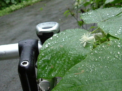 雨のしずくを受ける