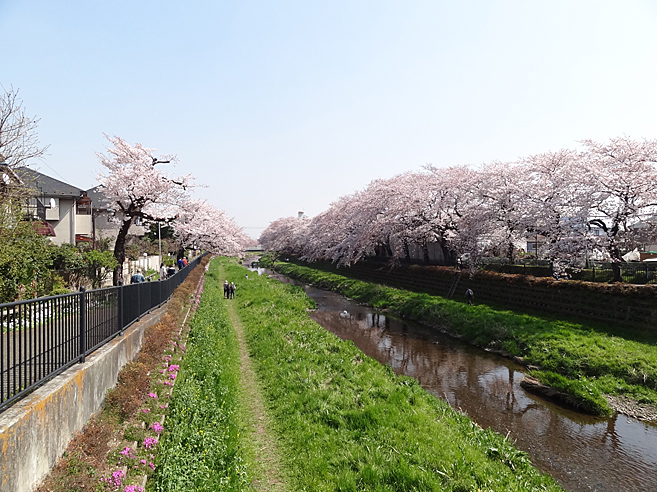 桜