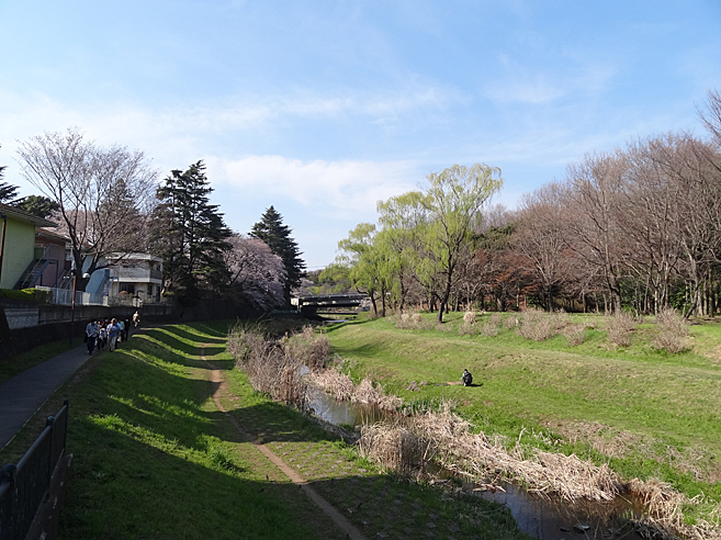 桜