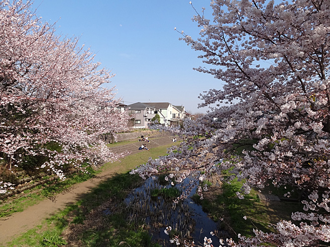 桜