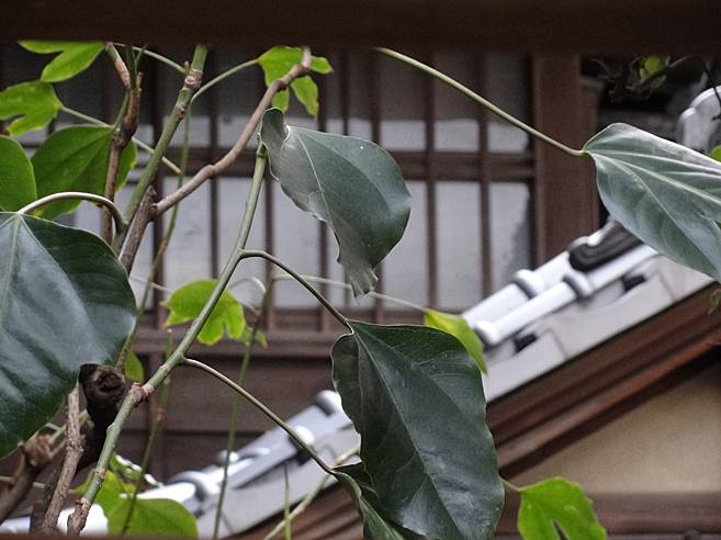 平野家
