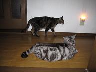 チェリー&あると