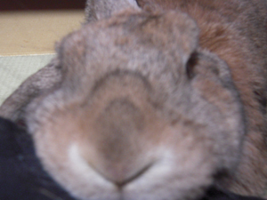 うさぎのポンちゃん