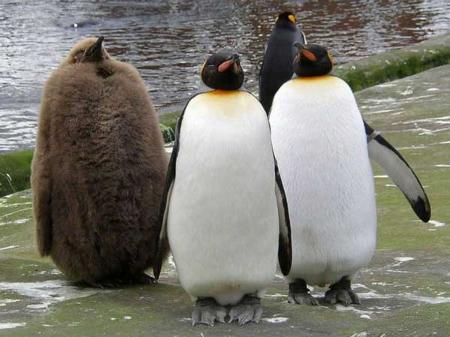 動物画像 おかしなペンギン おもしろ動物画像集