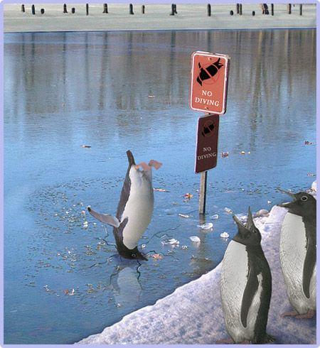 ペンギン画像 ダイビング禁止 おもしろ動物画像集