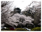 国立の桜