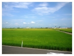 蒲原平野