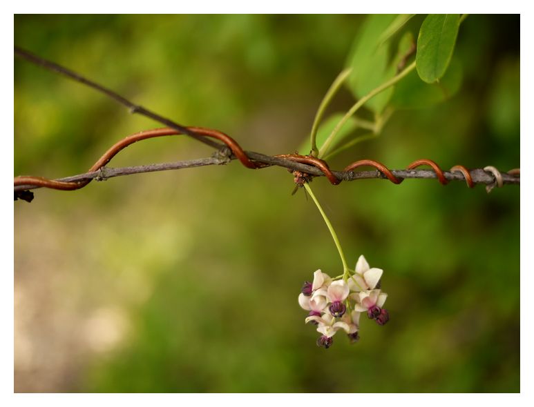 アケビの花言葉に関する架空の対話 ほーほの落穂拾い