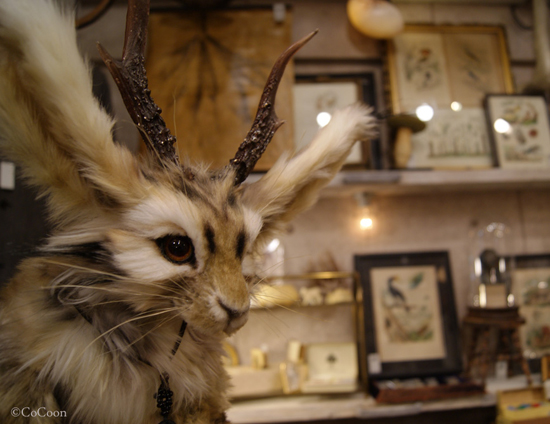 キツネ展2016