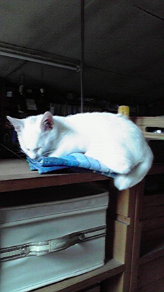 P1000284.jpg