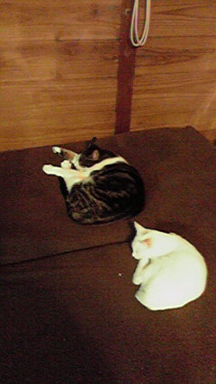 P1000305.jpg