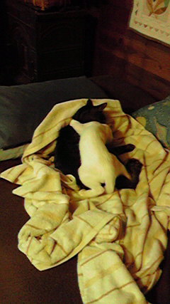 P1000315.jpg