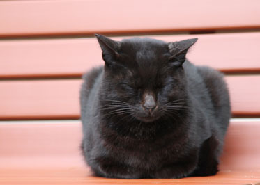 猫1
