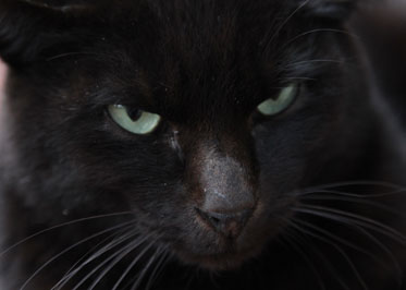 猫3