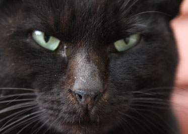 猫4