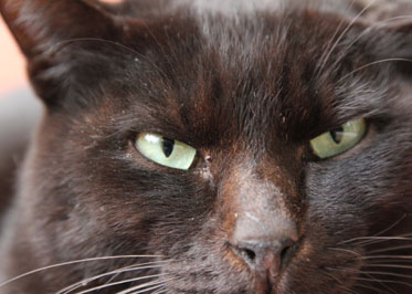 猫5