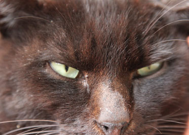 猫6