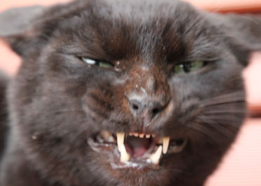 猫6