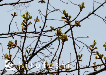 桜