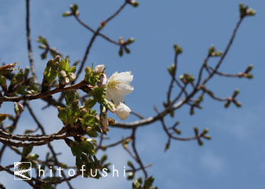 桜