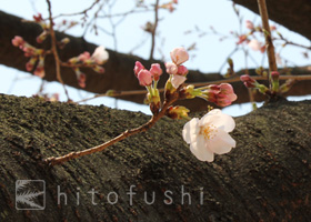 桜