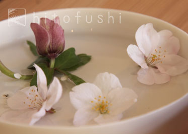 拾った桜