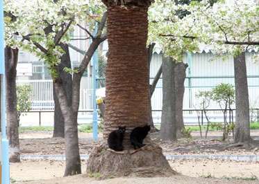 公園のにゃあさん