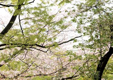 公園