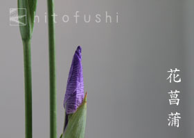 花菖蒲