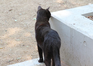 にゃあさん