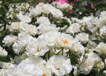 白い薔薇
