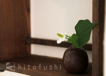 掛け花 どくだみ