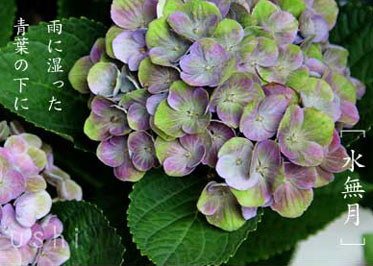 紫陽花