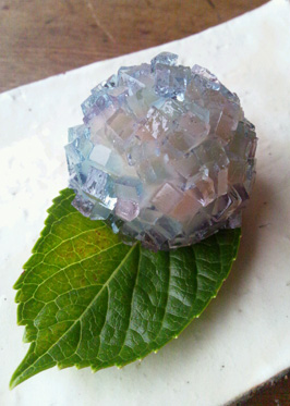 錦玉紫陽花
