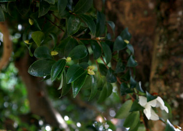 夫婦山茶花
