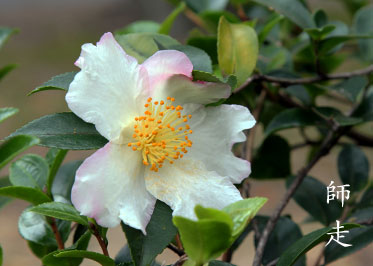 山茶花
