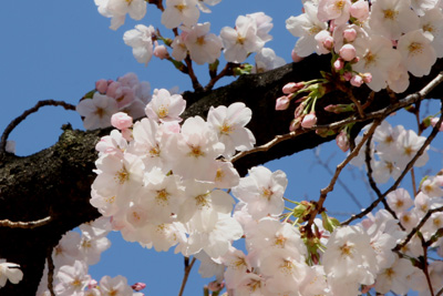 桜