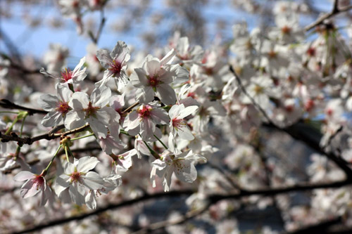 福岡市内の桜