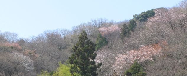 春の山はももいろだった