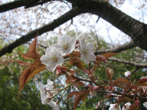 山桜はもう満開