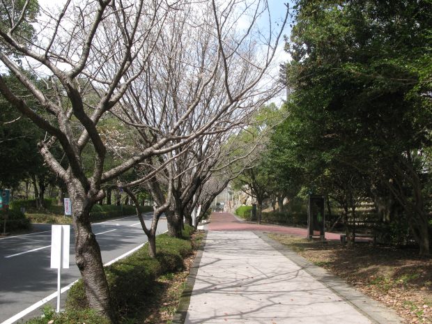 ここの桜が満開になるのは来週あたりかな