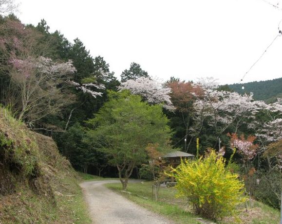 こんな感じの山道を登って行きます