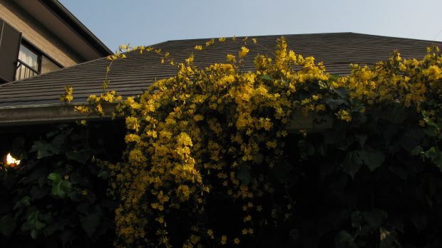 暗い写真やのお ^^;