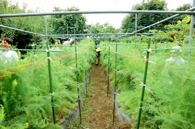 アスパラガスの農地巡回 多摩市の農産物応援サイト Agri Agri ブログ