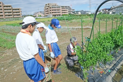 中学生 畑仕事 市内中学生の職場体験＠小暮農園 | 多摩市の農産物応援サイト agri agri ブログ