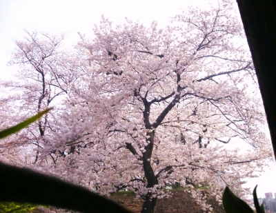 満開のころ