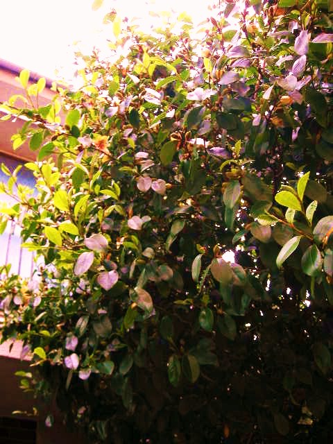 おがたま