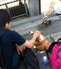 北村さんと犬